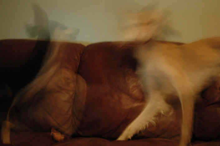ghost dogs