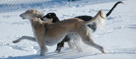 Meme and Marqi in the snow 250