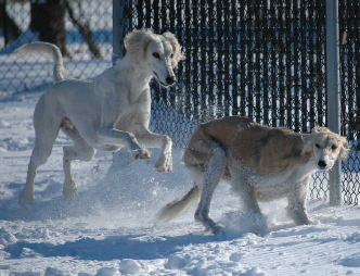 Chopin and Meme in the snow