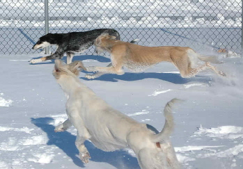 Chopin Meme and Marqi in the snow